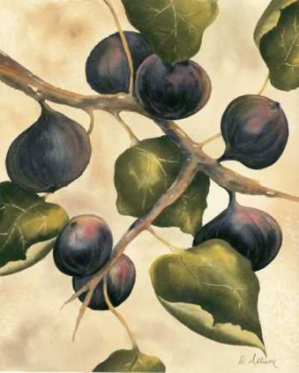 Italian Harvest - Figs Poster Print by Doris Allison - Item # VARPDX5273